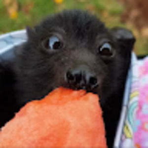 Meet your Posher, Audrey